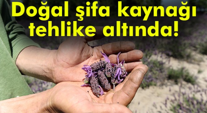 Doğal şifa kaynağı tehlike altında