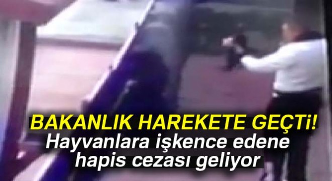 Hayvan öldürene eziyet edene ceza gibi ceza geliyor