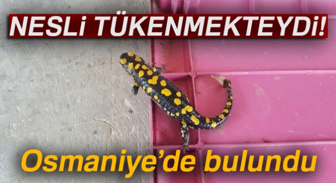 Nesli tükenmekte olan benekli semender bulundu