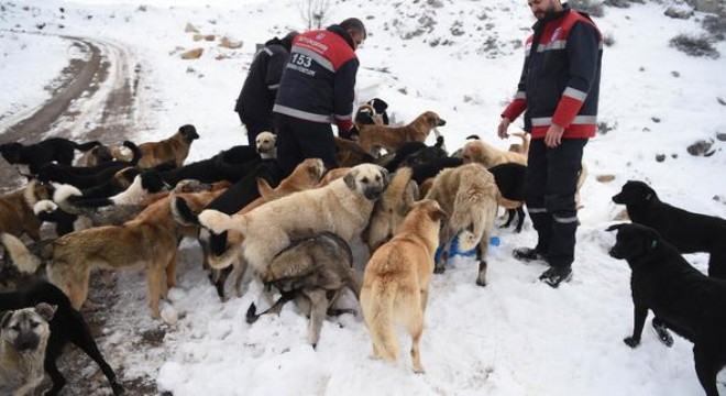 Sokak hayvanları unutulmadı